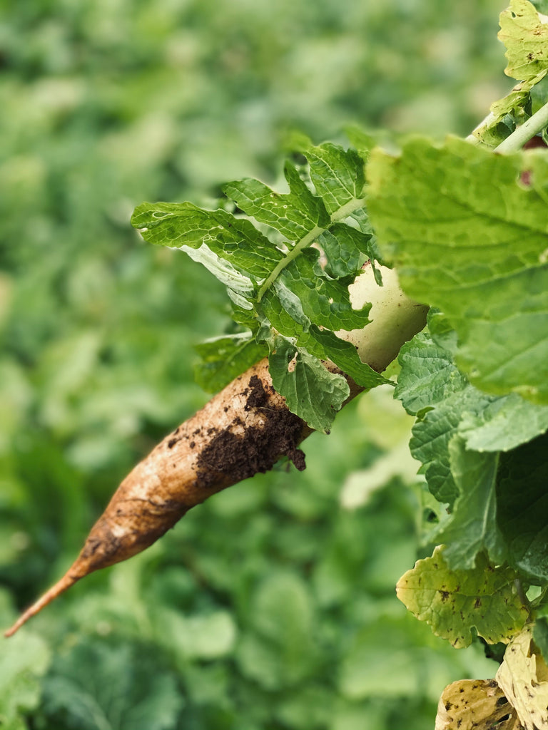 ABBY J'S FARM STYLE LIVING COOKBOOK